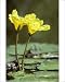 Photographic Prints of ME-1743 Yellow floating heart from Ardea Wildlife Pets