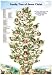 A Family Tree: From Adam To Jesus POSTER