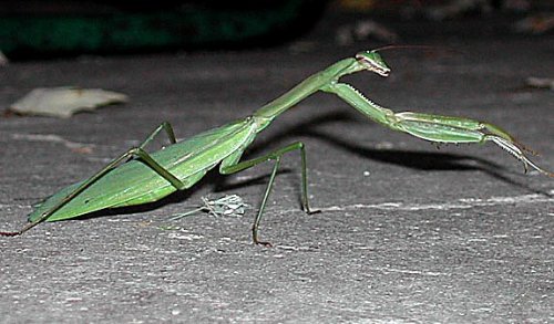2 Egg Cases Chinese Praying Mantis 100 - 400 Babies