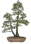 Brussel's Five Needle Pine Specimen Tree
