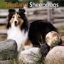 Shetland Sheepdogs 2004 Calendar