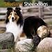 Shetland Sheepdogs 2004 Calendar