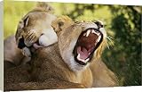 20 Inch Box Canvas (51cm) Lion - two, on yawning whilst being groomed by Ardea