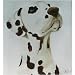 25 Pack Dalmatian Note Cards by Dick Larsen