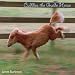 Books : Cuddles the Guide Horse