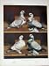 1874 Pigeon Ice Ural Silver Siberian Blue Birds Ludlow
