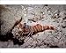 Photographic Prints of VT-8782 Hinge-beaked Prawn - Found in coral rubble at night from Ardea Wildlife Pets