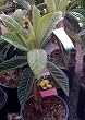 Gold Nugget Loquat Tree, Five Gallon Container