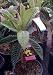 Gold Nugget Loquat Tree, Five Gallon Container