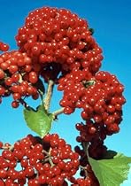 Cardinal Candy Viburnum Shrub - Very Hardy/Showy