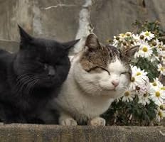 2011年カレンダー 日本の猫