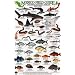 Reef Fish: Baja California - Sea of Cortez - Pacific Coast (Mexico Field Guides)