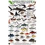 Reef Fish: Baja California - Sea of Cortez - Pacific Coast (Mexico Field Guides)