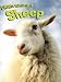 Sheep (Farm Animals)