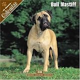 Bull Mastiff 2008 Wall Calendar