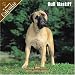 Bull Mastiff 2008 Wall Calendar