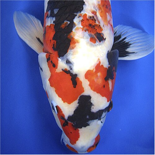 Cover image : 國魚錦鯉 [DVD]