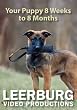 Your Puppy 8 Weeks to 8 Months DVD