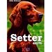 Setter heute