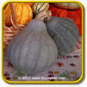 Winter Squash Seeds - 'Blue Hubbard' Vegetable Seed Packet (40 Seeds)