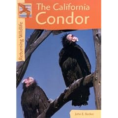 California Condors (Returning Wildlife)
