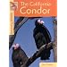 California Condors (Returning Wildlife)