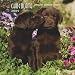 Labrador Retriever Puppies, Chocolate 2009 7X7 Mini Wall Calendar