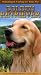 golden retriever - Selecting and Caring For Your Pet Golden Retriever