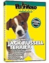 JACK RUSSELL TERRIER DVD: Everything You Should Know + Dog & Puppy Training Bonus