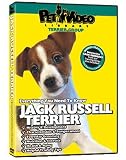 JACK RUSSELL TERRIER DVD: Everything You Should Know + Dog & Puppy Training Bonus