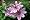 Clematis: Inspiration, Selection, and Practical Guidance