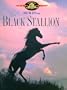 The Black Stallion