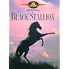 The Black Stallion