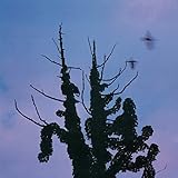 木盤 (SHMCD) (あぶらだこ)