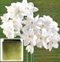 Patrick's Paperwhites in a Luminous Green Square