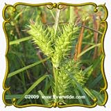Common Hop Sedge (Carex lupulina) Jumbo Seed Packet - 80 Seeds