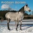2009 Arabian Horses Wall Calendar
