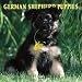 German Shepherd Puppies 2005 Wall Calendar
