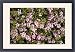 Framed Prints of A dwarf prostrate wild plum from Ardea Wildlife Pets