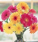 One Dozen Gerbera Daisie Arranged In A Vase