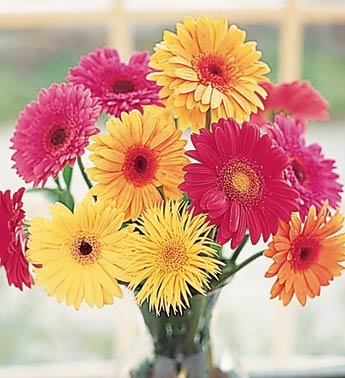 Gerbera Daisies In Vase