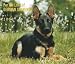 For the Love of German Shepherds 2009 Deluxe Wall Calendar