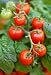 Fresh Ripe Tomatoes on the Plant - 24