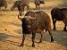African Buffalo (Cyncerus Caffer), Mala Mala Game Reserve, Sabi Sand Park, South Afri...