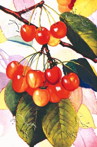 Cherries