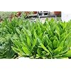 Cilantro