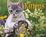 Just Kittens