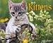 Book Just Kittens 2004 Calendar