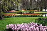 519TSUC9p L. SL160  Hyacinths and Tulips at Keukenhof   24W x 16H   Peel and Stick Wall Decal by Wallmonkeys Reviews