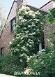 Climbing Hydrangea One Gallon Plant